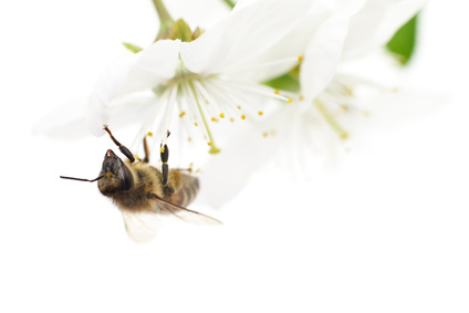 Honeybee and white flowers